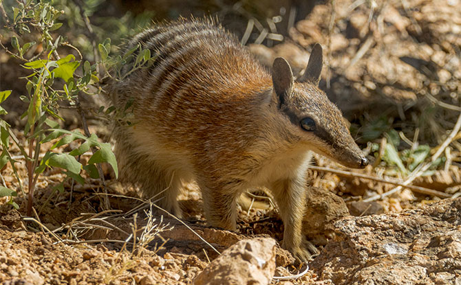 Animals Starting With N: Numbat
