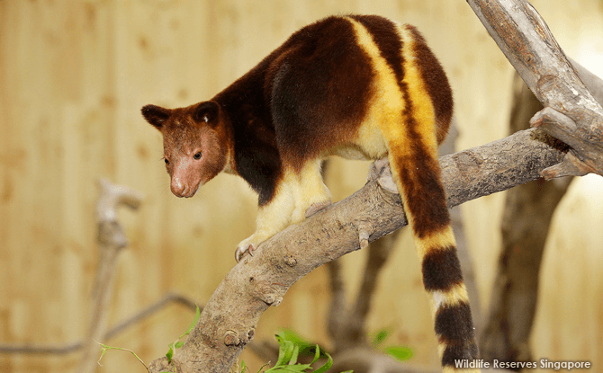 Nupela-tree-kangaroo