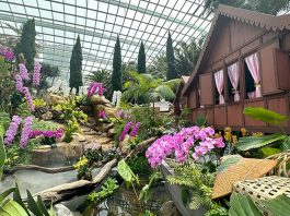 Orchid Extravaganza 2023: Orchids of the East Tropics With Recreation Of Traditional Houses