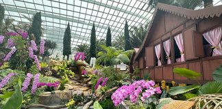 Orchid Extravaganza 2023: Orchids of the East Tropics With Recreation Of Traditional Houses
