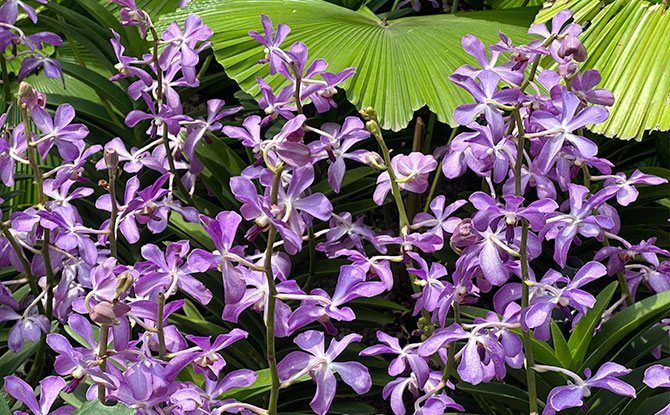 Orchid Extravaganza 2023 at Gardens by the Bay