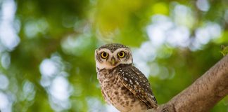 Owl Facts For Kids: Silent Birds With Wisdom