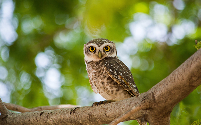 Owl Staring Owl Facts For Kids: Silent Birds With Wisdom