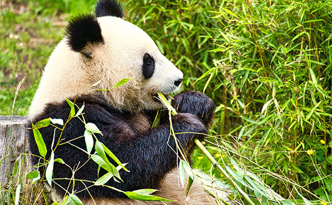 Animals Starting with P - Panda