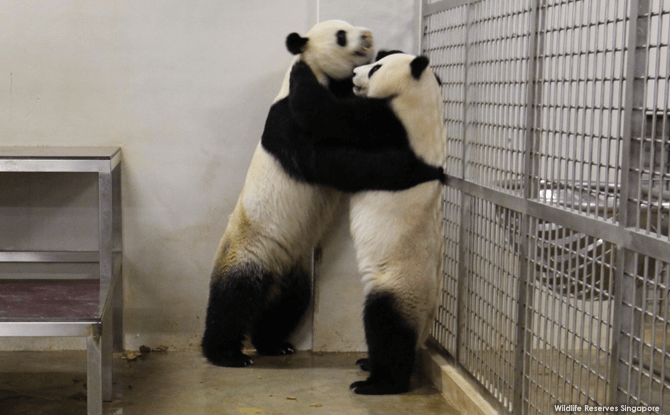 Kai Kai and Jia Jia - Panda Mating 2017