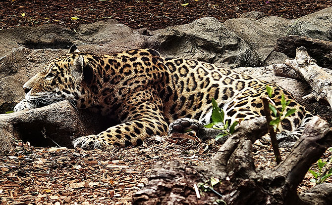 Panther