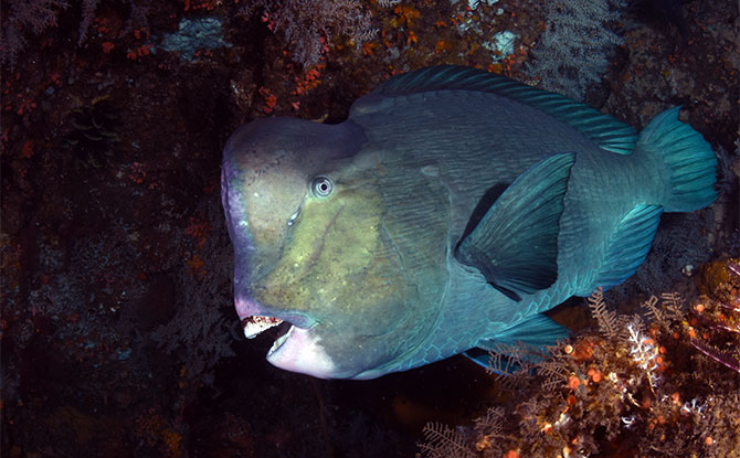 Parrotfish