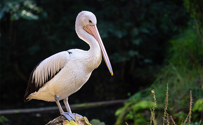 Pelican