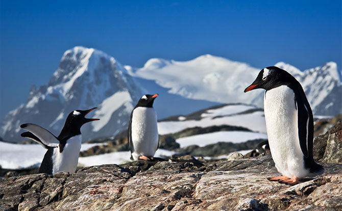Penguin