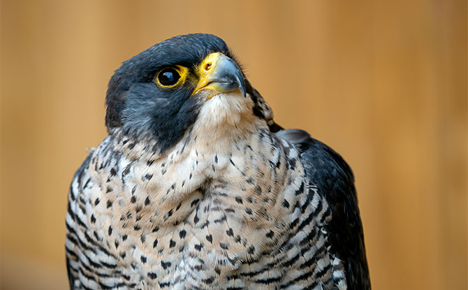Peregrine Falcon