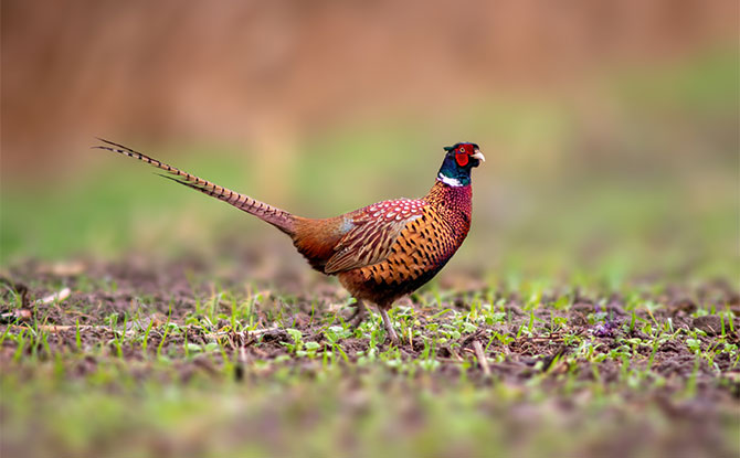 Pheasant