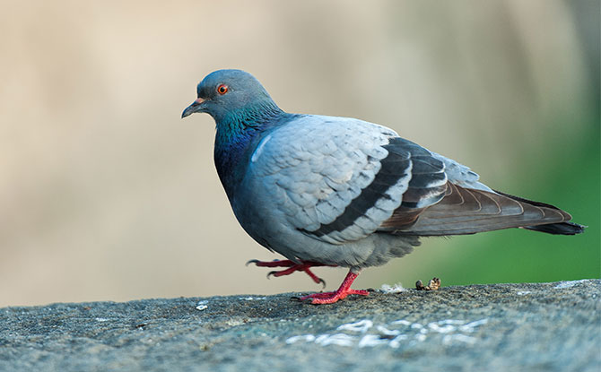 Pigeon