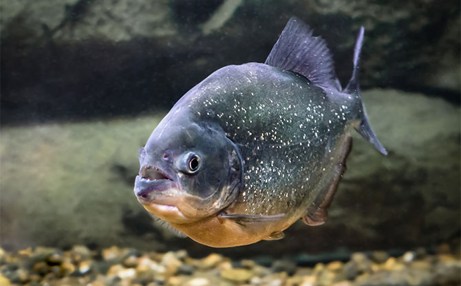 Piranha