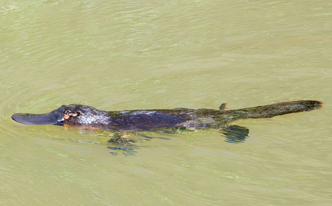 Platypus