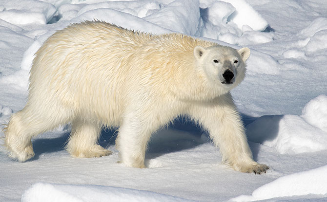 Polar Bear