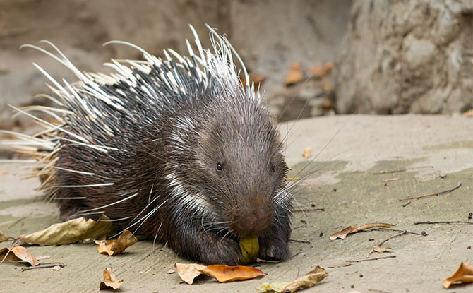 Porcupine