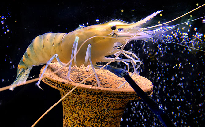 Prawn