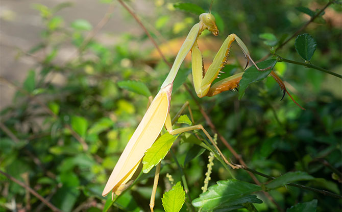 Praying Mantis