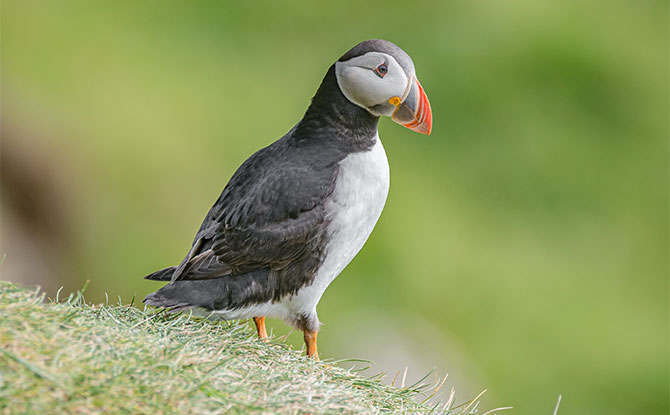 Puffin
