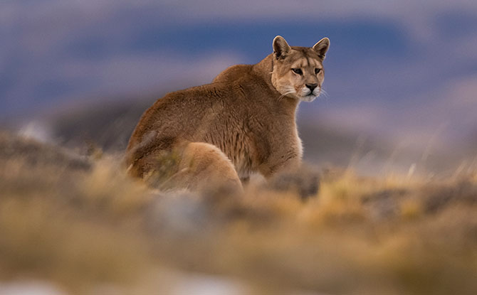 Puma