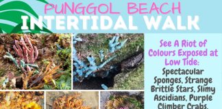 Punggol Beach Intertidal Walk Little Day Outing