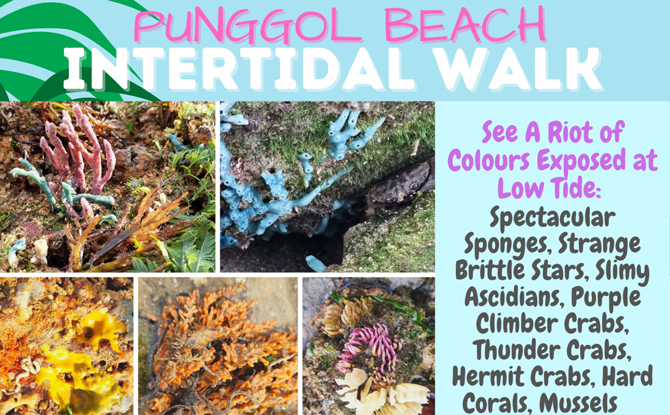 Punggol Beach Intertidal Walk Little Day Outing