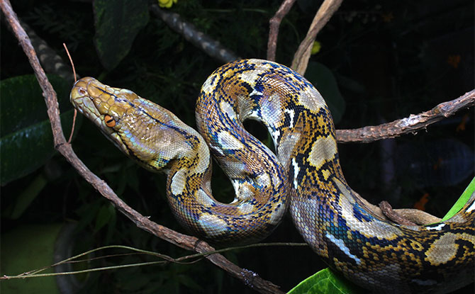 Python