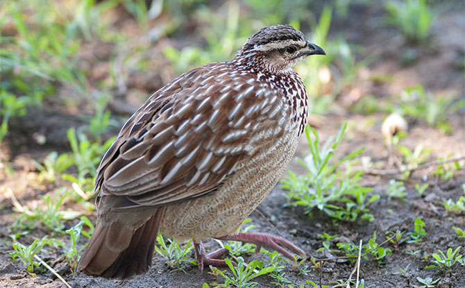 Quail