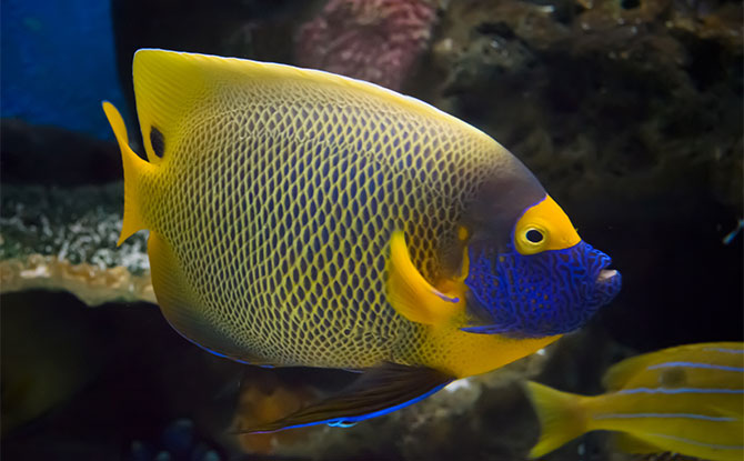 Queen Angelfish