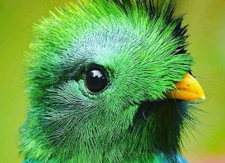Animals Starting With Q: Amazing List Of 8 Animals With Fun Facts Quetzal