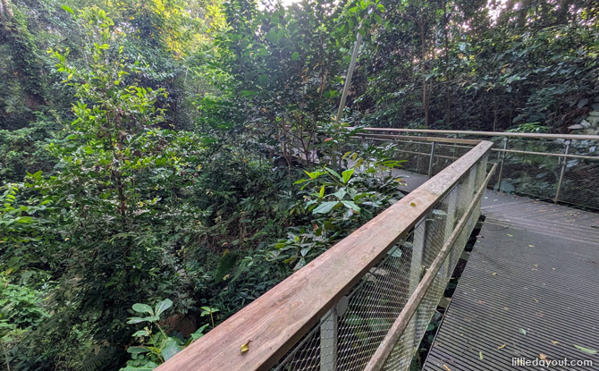 Rifle Range Nature Park: Quarry Wetland, Colugo Deck & 7 KM Of Trails 14 Jalan Kampong Chantek Trail