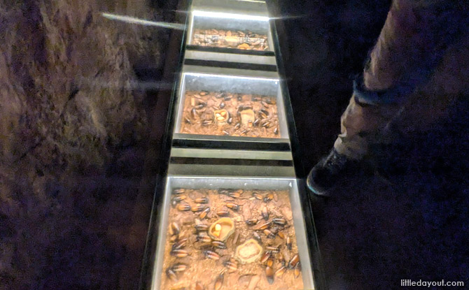 critter crawl experience