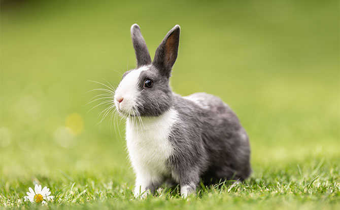 Rabbit