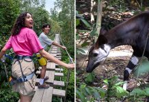 Rainforest Wild Adventure Phase 2 To Open On 20 May 2026; Star Animal Is the Elusive Okapi
