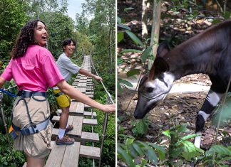 Rainforest Wild Adventure Phase 2 To Open On 20 May 2026; Star Animal Is the Elusive Okapi