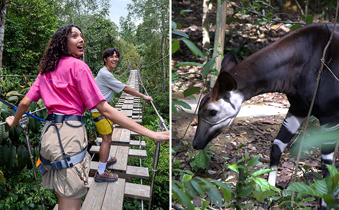 Rainforest Wild Adventure Phase 2 To Open On 20 May 2026; Star Animal Is the Elusive Okapi Rainforest Wild Adventure Phase 2 To Open On 20 May 2026; Star Animal Is the Elusive Okapi