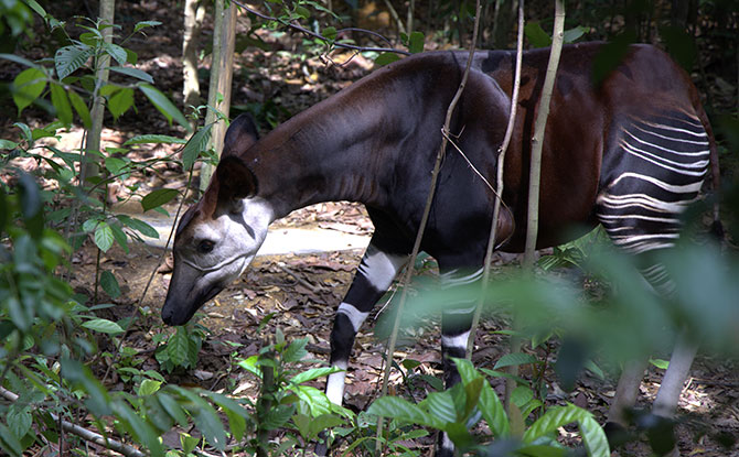 Rainforest Wild Adventure Phase 2 Opens 20 May 2026; Star Animal Is the Elusive Okapi 4 okapi is making its Southeast Asia debut at Rainforest Wild Adventure East