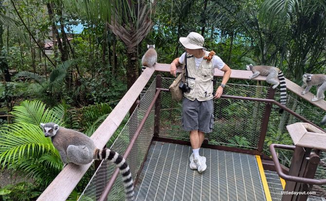 Rainforest Wild Adventure Guide: Blending 9 Adventure Experiences With Animal Encounters 10 Lemur Land