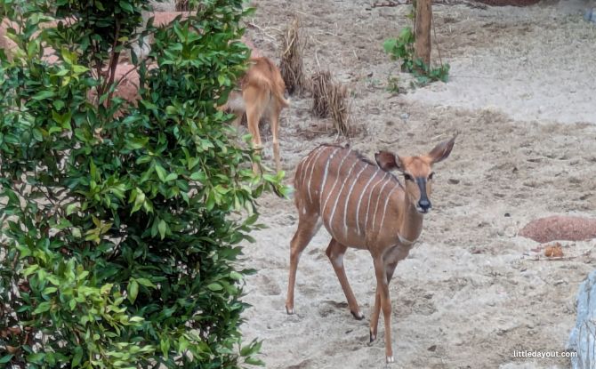 Rainforest Wild Adventure Guide: Blending 9 Adventure Experiences With Animal Encounters 2 Rainforest Wild Adventure is home to 58 free-to-roam species.