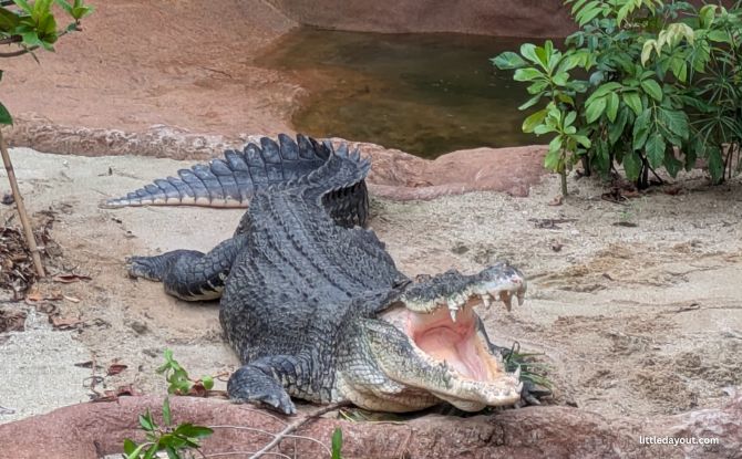 Rainforest Wild Adventure Guide: Blending 9 Adventure Experiences With Animal Encounters 8 Riverine Forest is where you can spot the crocodilian