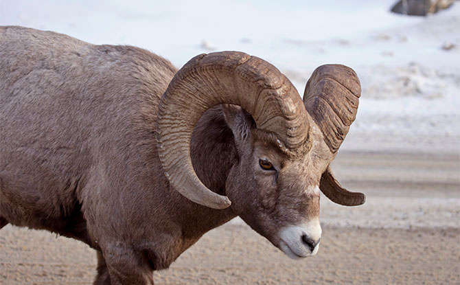Ram