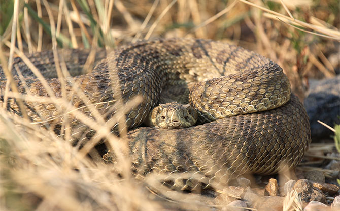 Rattlesnake