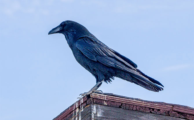 Raven