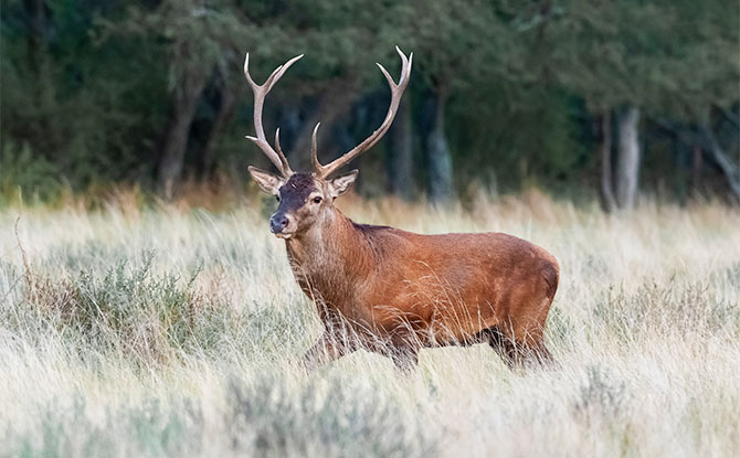 Red Deer