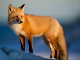 Fox Facts For Kids: Fast And Cunning Creatures