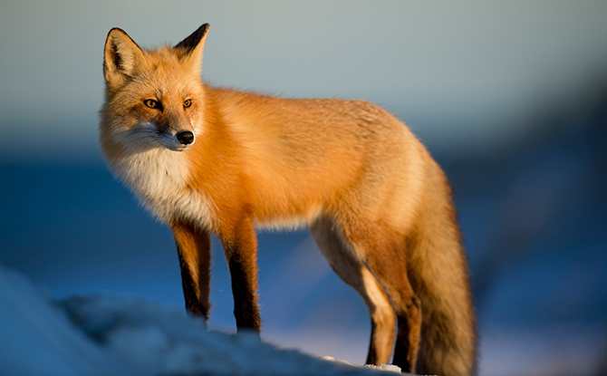 Fox Facts For Kids: Fast And Cunning Creatures