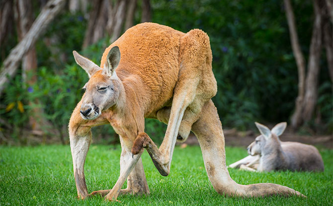 Red Kangaroo