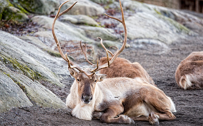 Reindeer