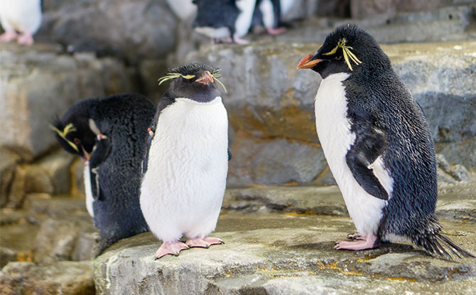 Rockhopper Penguin