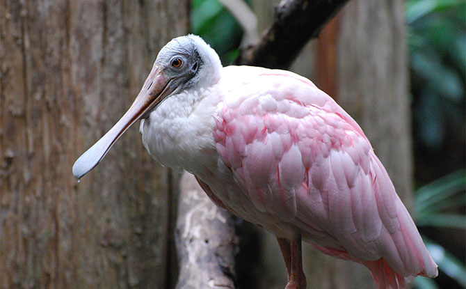 Roseate Spoonbill